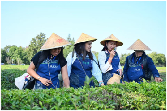 Jinjing Tea Garden Offers Immersive Tea Tourism Experiences for Visitors